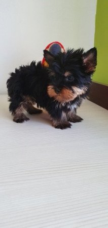 yorkshire terrier