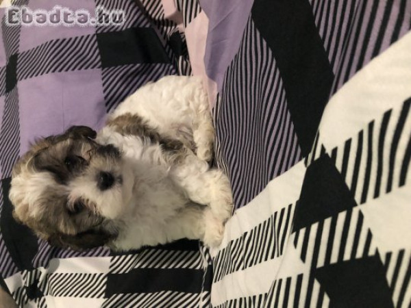 Bichon Havanese kölyök kutyák