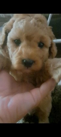 Máltai+uszkár=Maltipoo havanese bichon