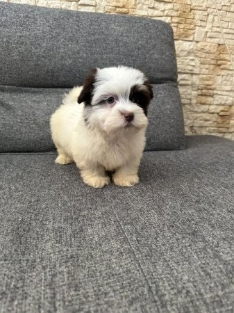 Bichon Havanese