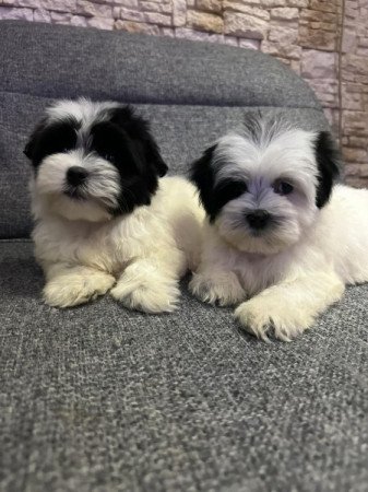 Bichon Havanese