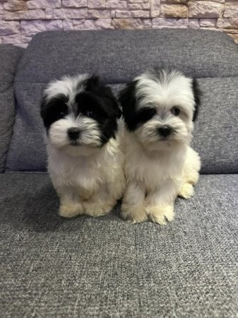 Bichon Havanese