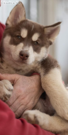 Husky kiskutya gazdát keres