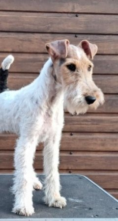 Drótszőrű foxterrier