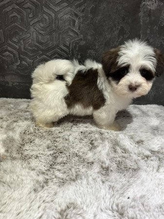 Bichon Havanese