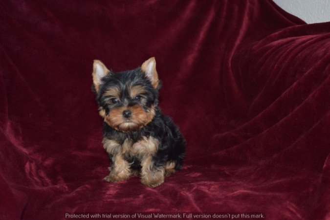 Yorkshire terrier