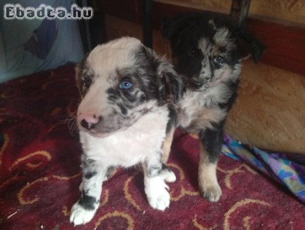Eladó mudi kölykök