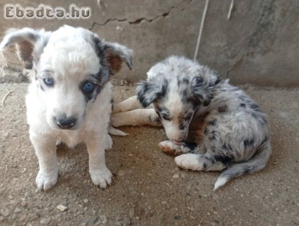 Eladó mudi kölykök