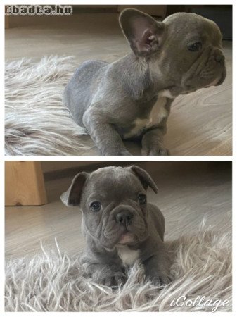 Francia bulldog szukák