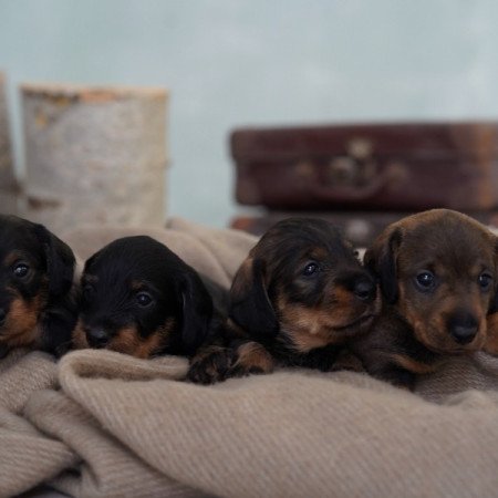 Szálkás szőrű tacskók