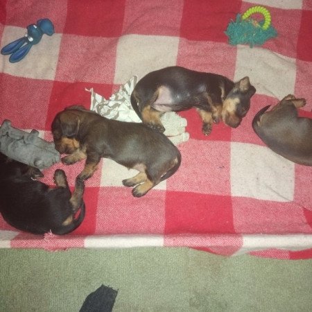 Szálkás szőrű tacskók