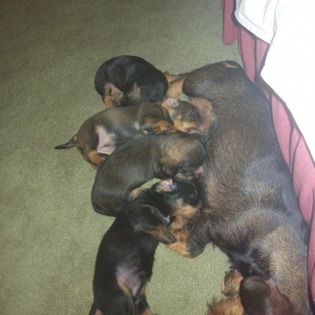 Szálkás szőrű tacskók