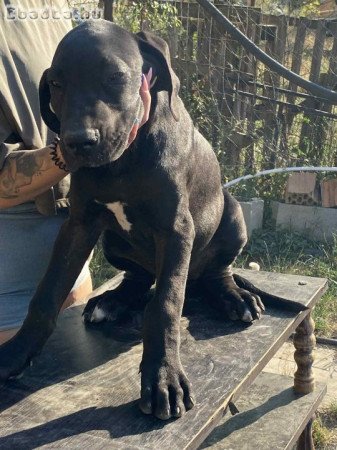 Fajtiszta német dog