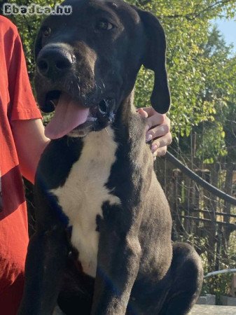 Fajtiszta német dog