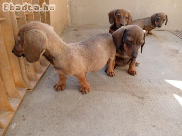 Sima szőrű tacskó fiuk eladók.