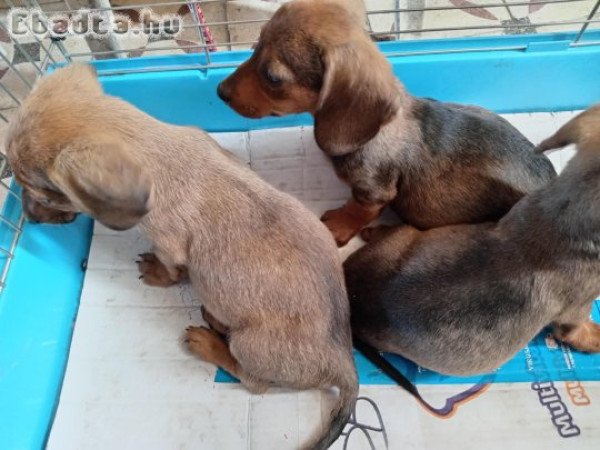 Sima szőrű tacskó fiuk eladók.