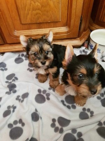 Yorkshire terrier