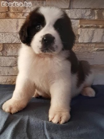 Bernáthegyi kiskutyák Család-Barát Tenyészetből!