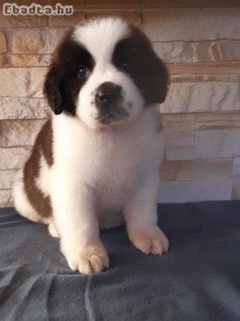 Bernáthegyi kiskutyák Család-Barát Tenyészetből!