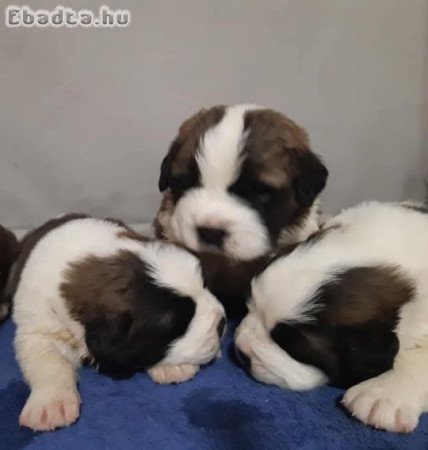 Eladó Bernáthegyi Kiskutyák