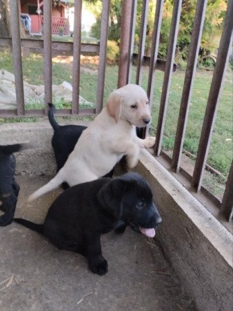 Labrador Retriver