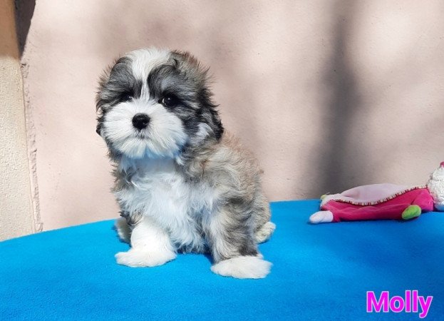 Bichon Havanese