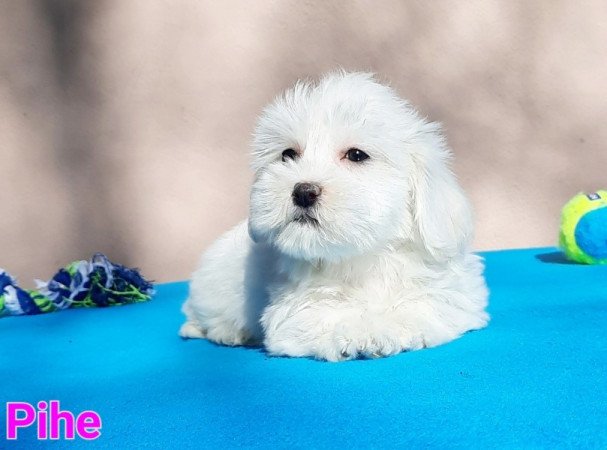 Bichon Havanese