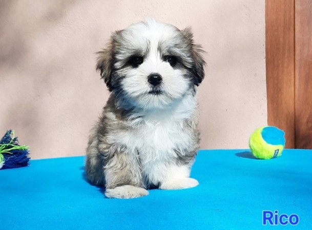 Bichon Havanese