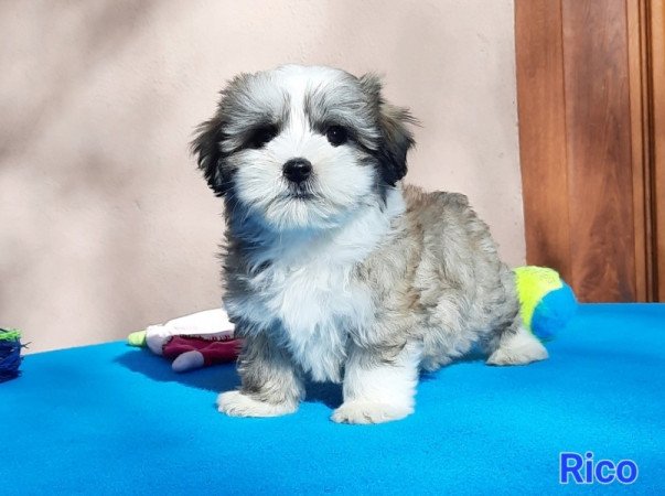 Bichon Havanese