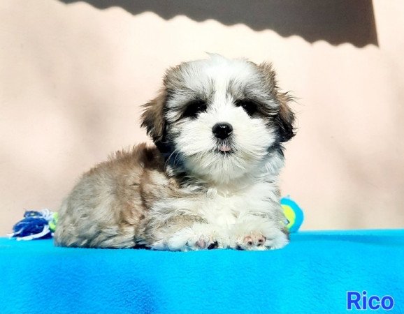 Bichon Havanese