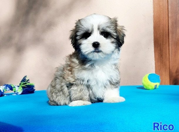 Bichon Havanese