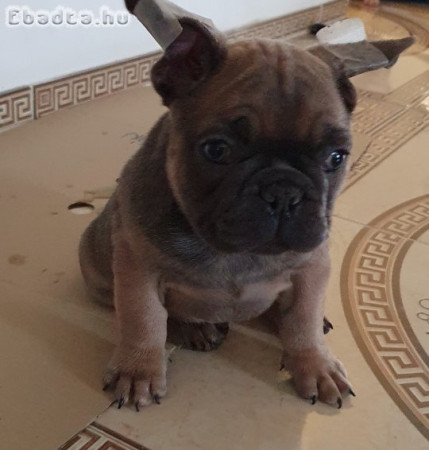 Francia bulldog kislányok