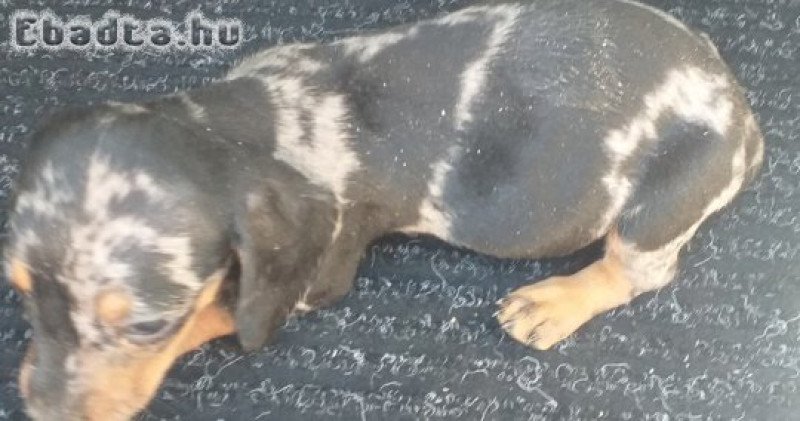 törpe tacsko kolykok e