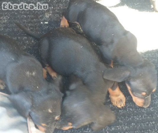 törpe tacsko kolykok e