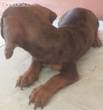 törpe tacsko kolykok e