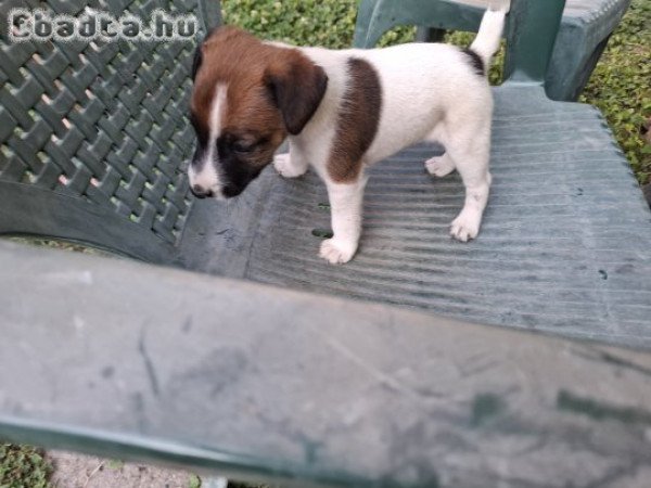 Eladó foxi kiskutyák.