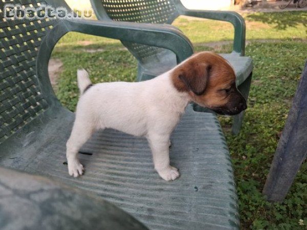 Eladó foxi kiskutyák.