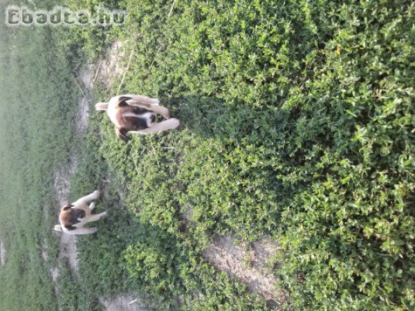 Eladó foxi kiskutyák.