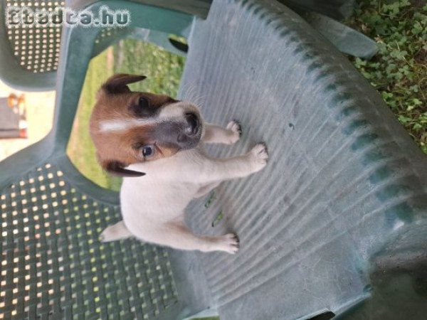 Eladó foxi kiskutyák.