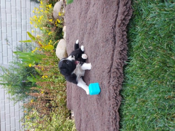 border collie