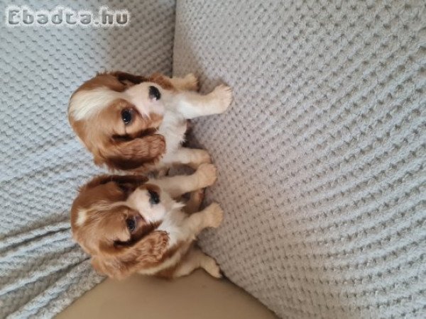 Cavalier kiskutyák gazdit keresnek