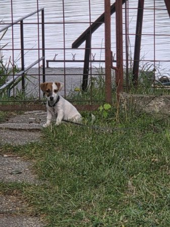 Jack russell