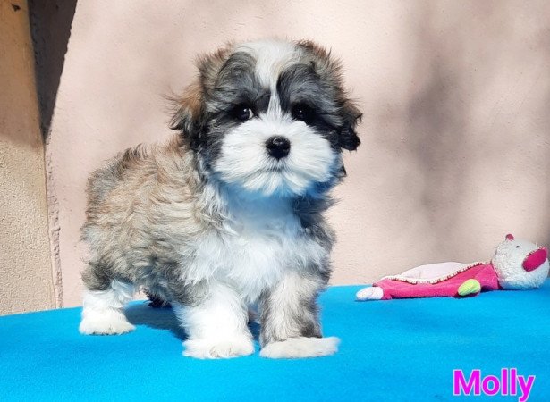 Bichon Havanese