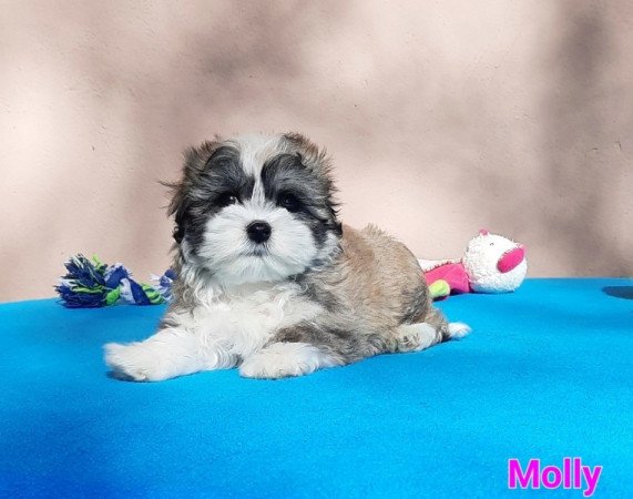 Bichon Havanese