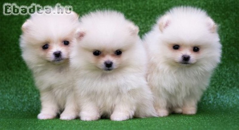 Bájos pomerániai kölykök