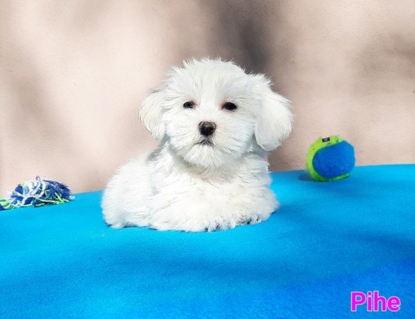 Bichon Havanese