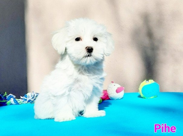 Bichon Havanese