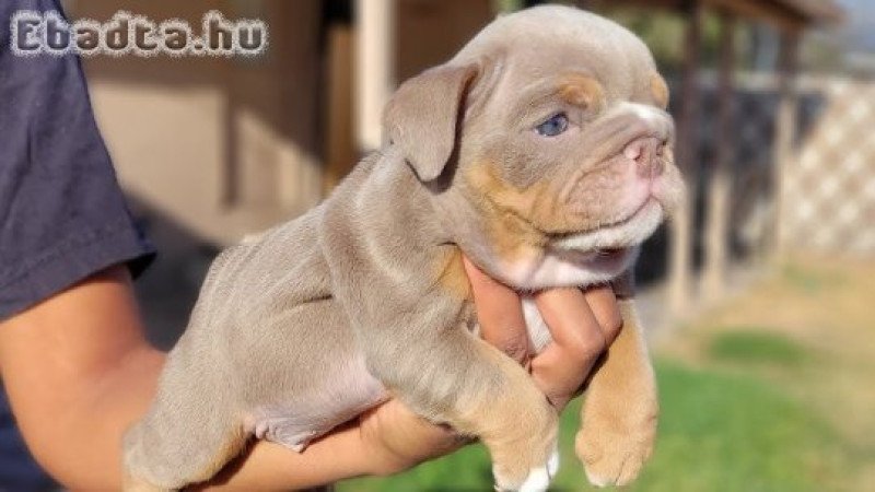 Angol bulldog kölykök...