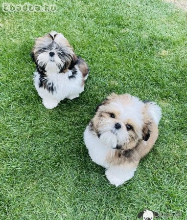 Imádnivaló kan és nőstény shih tzu kölykök