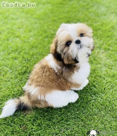 Imádnivaló kan és nőstény shih tzu kölykök